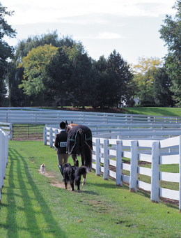 Pre-Owned Saddles