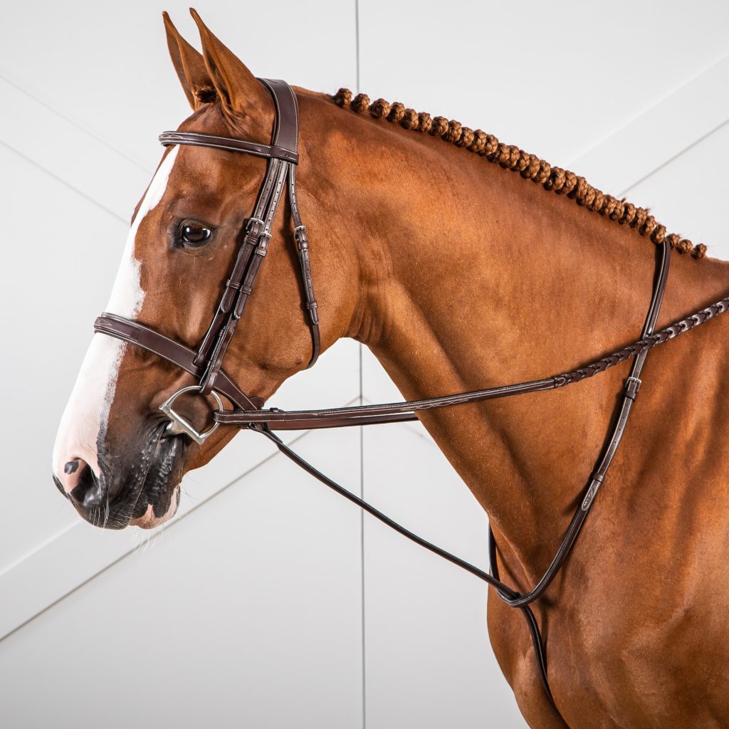 Standing Martingales Running Fox