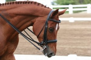 WIDE NOSEBAND 1.25" HERITAGE 100% ENGLISH COB DOUBLE WEYMOUTH BRIDLE BROWN/BLACK