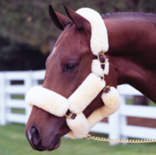Walsh Wool Covered Shipping Halter