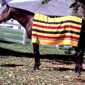 Whitney Square Under Blanket XL
