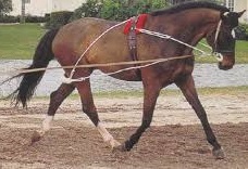 Pessoa Lunging System