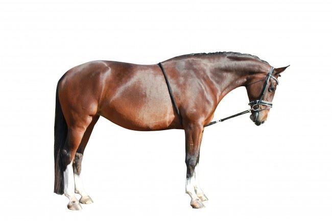 Waldhausen Training System/Aid/Pessoa  Breaking Training Lunge Lunging Pony Size 