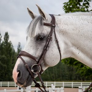 Bridles and Reins